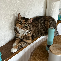 Photo of Molly (Tabby)