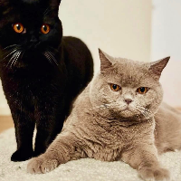 Photo of Kaffi und Beilis (British Shorthair)