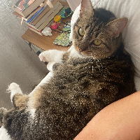 Photo of Rebecca (Tabby)