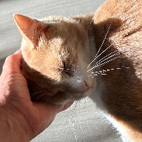 Photo of Sunny 🧡 (Other)