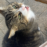 Photo of Flicki (Moggy)