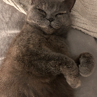 Photo of Matilda (British Shorthair)