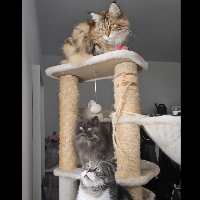 Photo of Johny, Tommy und Mercy (Maine Coon)