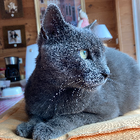 Photo of Blue (Other)