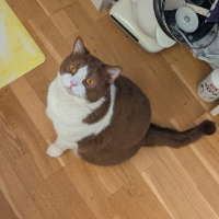 Photo of Mexy (British Shorthair)