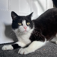 Photo of Jasper (Other)