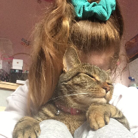 Photo of Nala (Tabby)