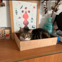 Photo of Nietzsche (Tabby)