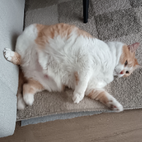 Photo of Ruby en totale détente 😹 (Other)