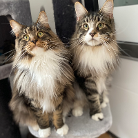 Photo of Ruby & Balu (Maine Coon)
