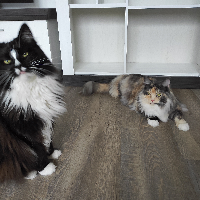 Photo of Loki und Millie (Maine Coon)
