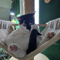 Photo of Kiara (Moggy)