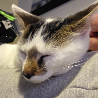 Photo of Emil (Moggy)