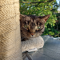 Photo of Mini (Moggy)