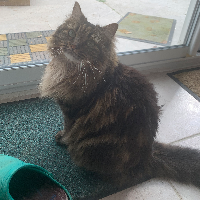 Photo of Misty (Other)