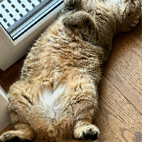 Photo of Simha (British Shorthair)