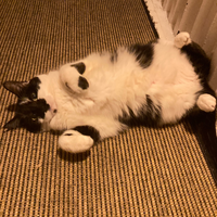 Photo of Catniss (British Shorthair)