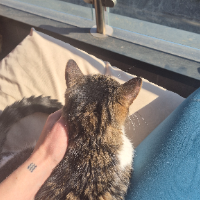 Photo of Bloss (Moggy)