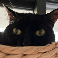 Photo of Morgana (Other)