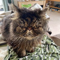 Photo of Furg (Persian)