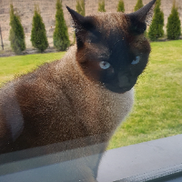 Photo of Simba (Siamese)