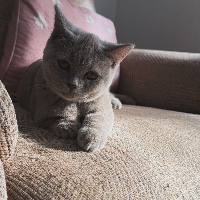 Photo of Elizabeth (British Shorthair)