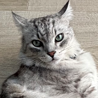 Photo of Whiskers  (Maine Coon)