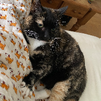 Photo of Lulu (Moggy)