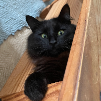 Photo of Oscar (Other)