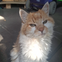 Photo of Burschi (Other)