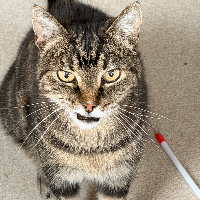 Photo of Casey (September 2025) (Tabby)