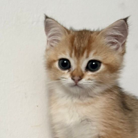 Photo of Kura  (British Shorthair)