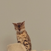 Photo of Jia (Bengal)