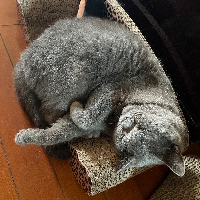 Photo of my boy Shane living his best life (British Shorthair)