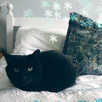 Photo of Mia  (None)