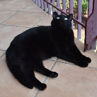 Photo of Minuit (Moggy)