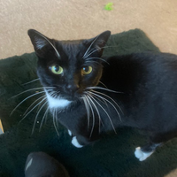 Photo of Tao (British Shorthair)