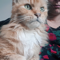 Photo of Stanley  (Maine Coon)