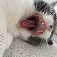 Photo of Mimi (British Shorthair)