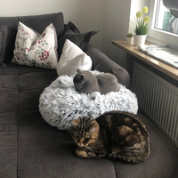 Photo of Mia & Lino (British Shorthair)