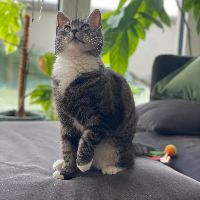 Photo of Kleine Katze (Tabby)