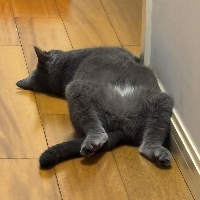 Photo of Miffy (British Shorthair)