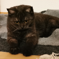 Photo of Nala (Moggy)