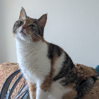 Photo of Manyi (Other)