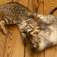 Photo of Jia & Taemin (Bengal)