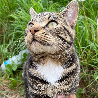 Photo of Julian (British Shorthair)