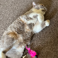 Photo of Billie (British Shorthair)