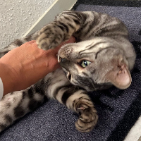 Photo of Ara 🩶 (Other)