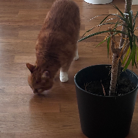 Photo of Chili (Other)