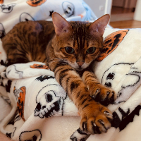 Photo of Soomin  (Bengal)